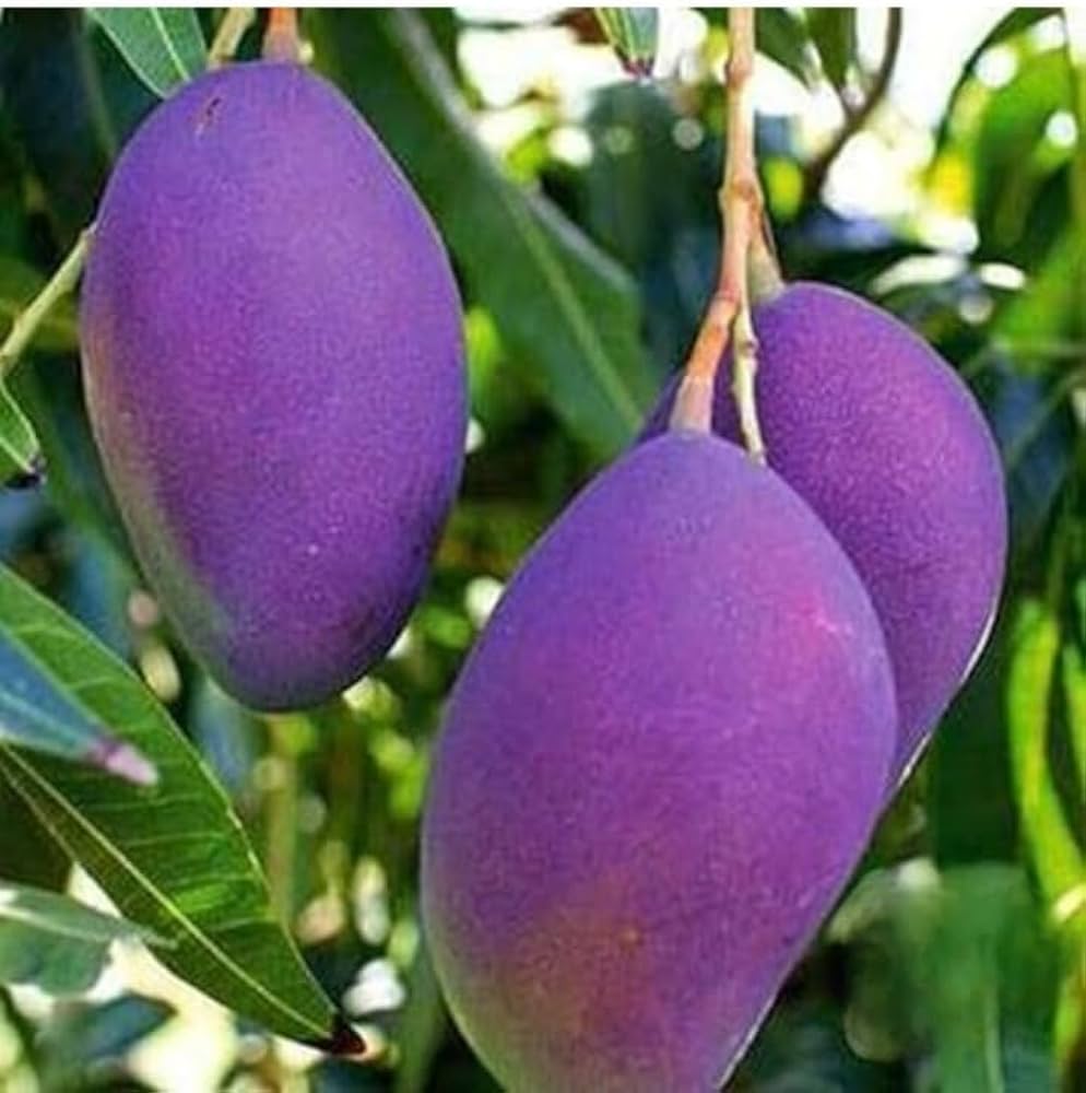 Jacqueline Mango Aam Grafted Healthy Fruit Plant