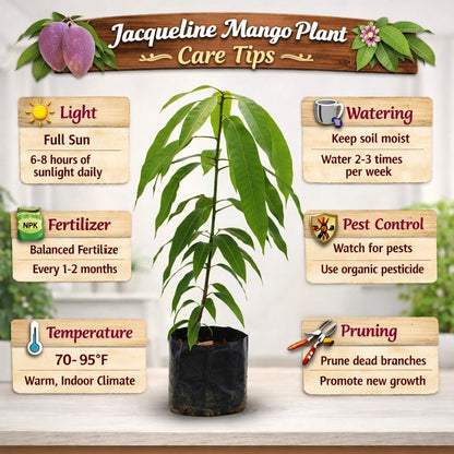 Jacqueline Mango Aam Grafted Healthy Fruit Plant