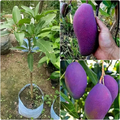 Jacqueline Mango Aam Grafted Healthy Fruit Plant