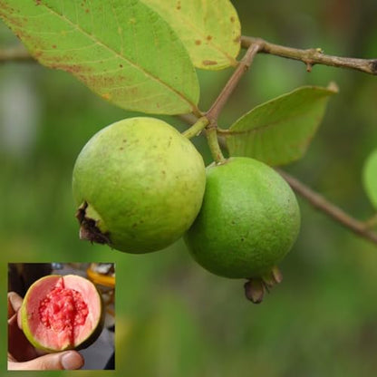 Jalisco Roja Guava Air Layered Healthy Fruit Plant