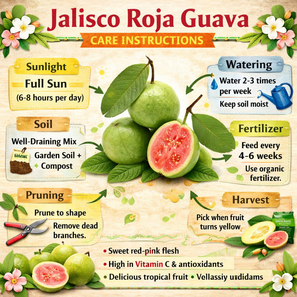 Jalisco Roja Guava Air Layered Healthy Fruit Plant