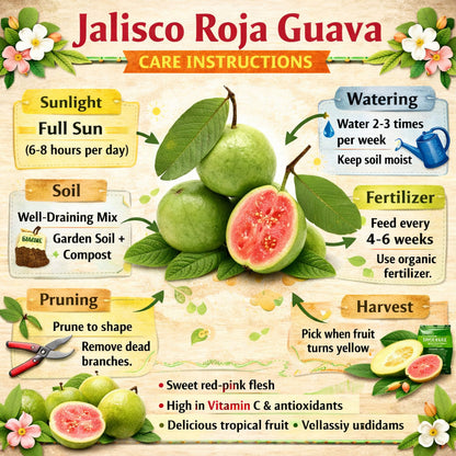 Jalisco Roja Guava Air Layered Healthy Fruit Plant