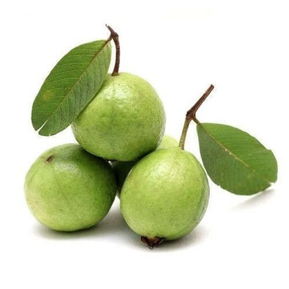 Jalisco Roja Guava Air Layered Healthy Fruit Plant