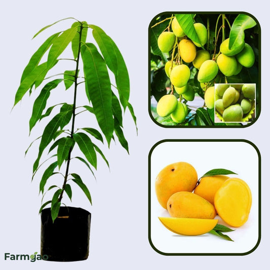 Jardalu (Zardalu) Mango Aam Grafted Healthy Fruit Plant