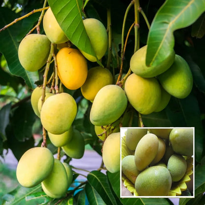 Jardalu (Zardalu) Mango Aam Grafted Healthy Fruit Plant