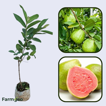 Java Pink Guava Air Layered Healthy Fruit Plant