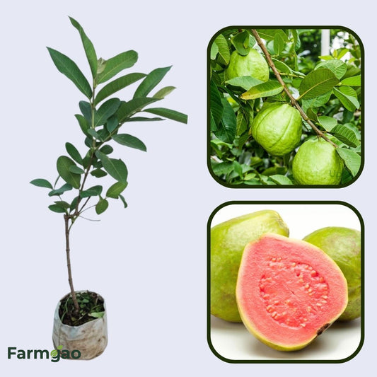 Java Pink Guava Air Layered Healthy Fruit Plant