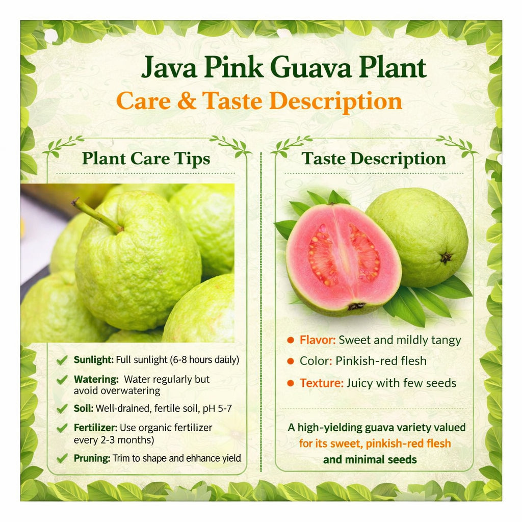 Java Pink Guava Air Layered Healthy Fruit Plant