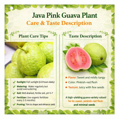 Java Pink Guava Air Layered Healthy Fruit Plant