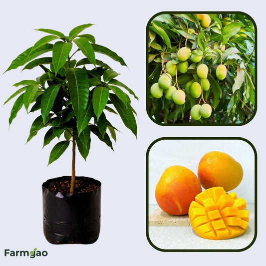 Jean Ellen Mango Aam Grafted Healthy Fruit Plant