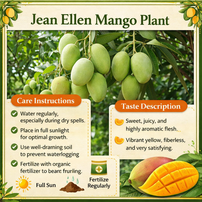Jean Ellen Mango Aam Grafted Healthy Fruit Plant