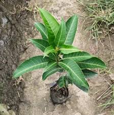 Jean Ellen Mango Aam Grafted Healthy Fruit Plant