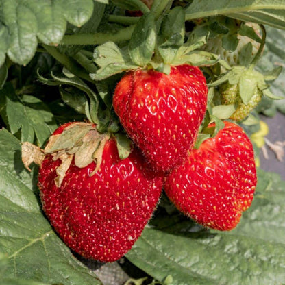 Jewel Strawberry Healthy Sweet Home Garden Kitchen Garden Terrace Balcony Fruit Plant