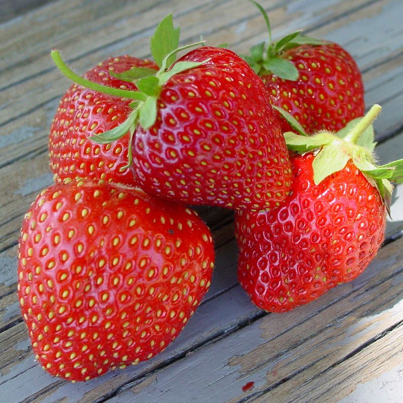 Jewel Strawberry Healthy Sweet Home Garden Kitchen Garden Terrace Balcony Fruit Plant