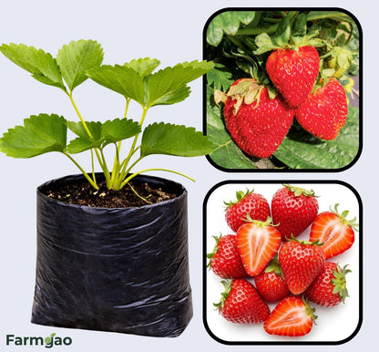 Jewel Strawberry Healthy Sweet Home Garden Kitchen Garden Terrace Balcony Fruit Plant