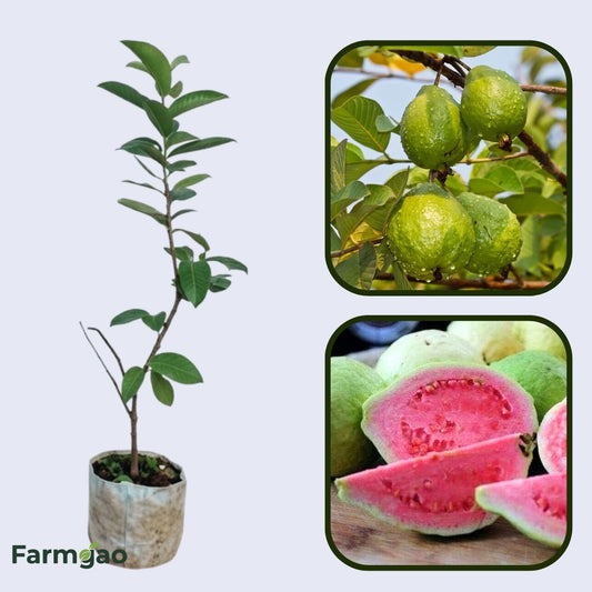 Johor Pink Guava Air Layered Healthy Fruit Plant