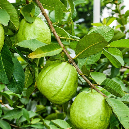 Johor Pink Guava Air Layered Healthy Fruit Plant