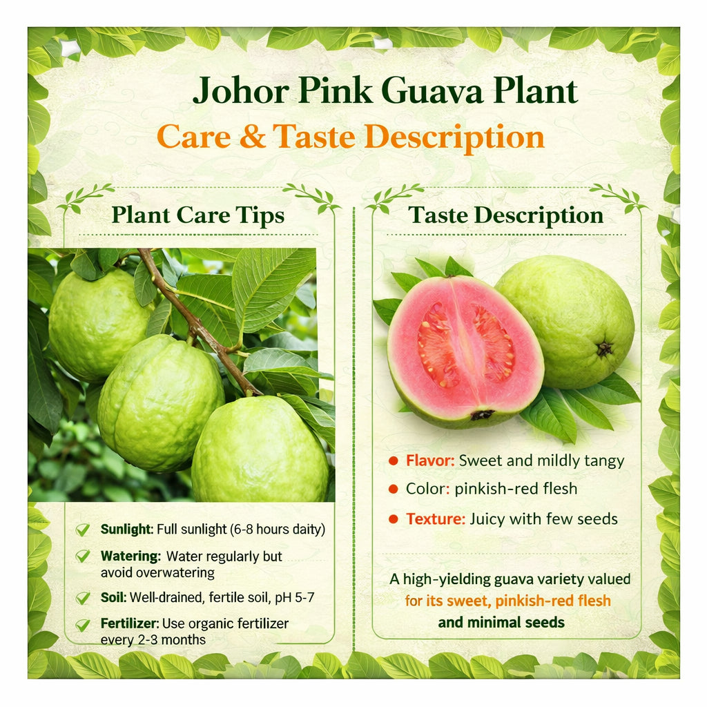 Johor Pink Guava Air Layered Healthy Fruit Plant