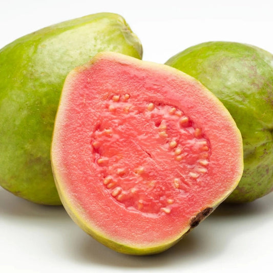 Johor Pink Guava Air Layered Healthy Fruit Plant