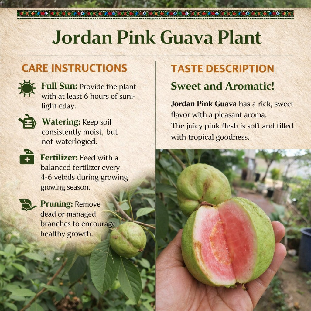 Jordan Pink Guava Air Layered Healthy Fruit Plant