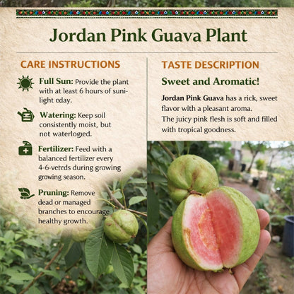 Jordan Pink Guava Air Layered Healthy Fruit Plant