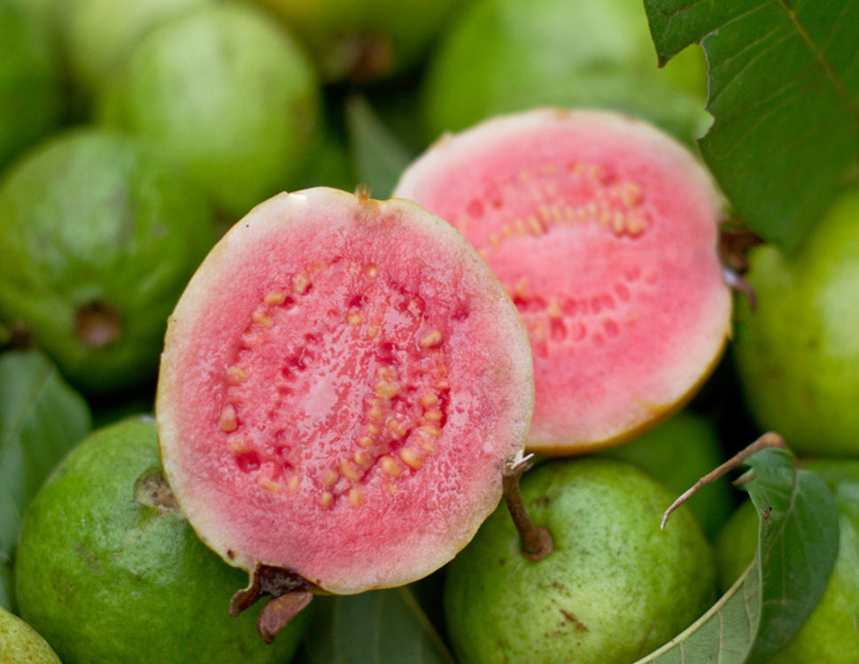 Jordan Pink Guava Air Layered Healthy Fruit Plant
