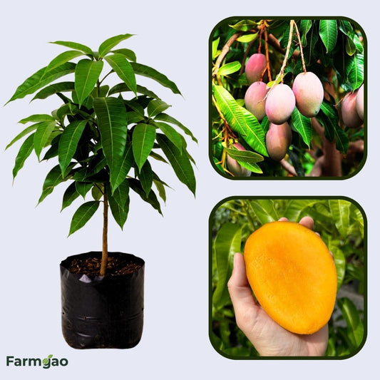 Jubilee Mango Aam Grafted Healthy Fruit Plant