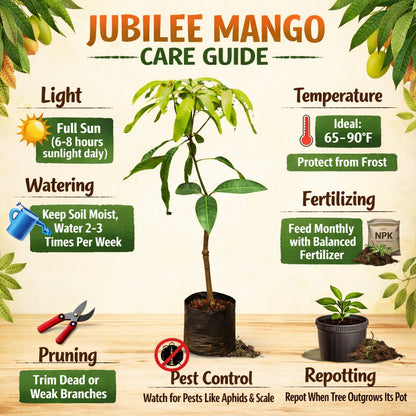 Jubilee Mango Aam Grafted Healthy Fruit Plant