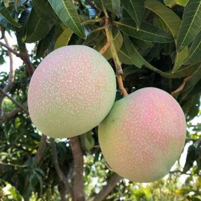Jubilee Mango Aam Grafted Healthy Fruit Plant