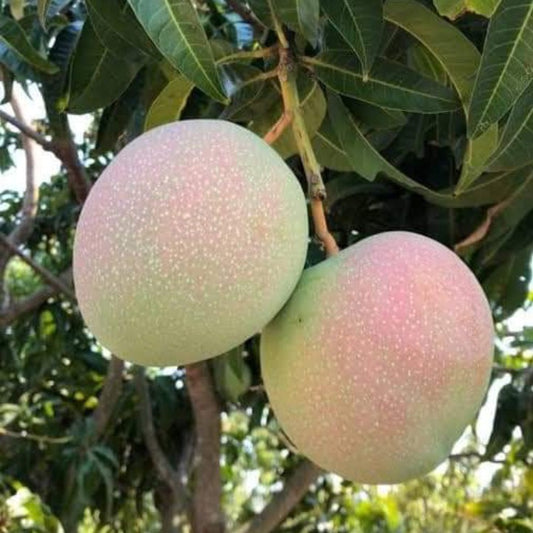 Jubilee Mango Aam Grafted Healthy Fruit Plant