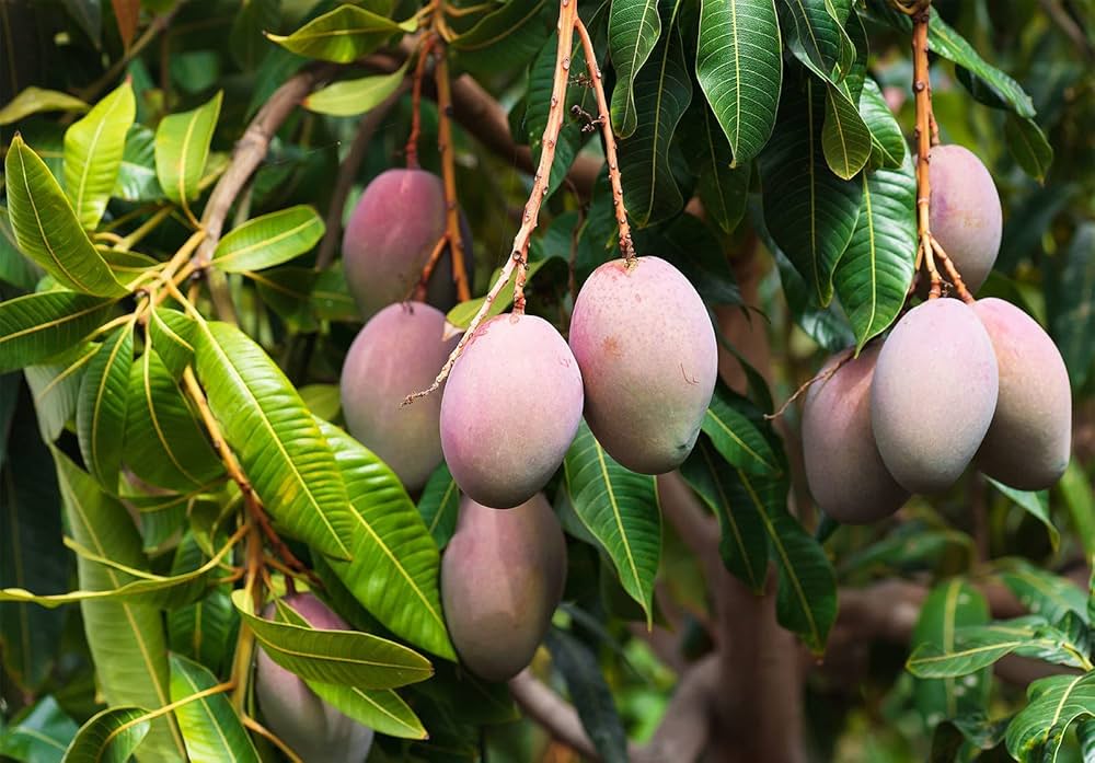 Jubilee Mango Aam Grafted Healthy Fruit Plant