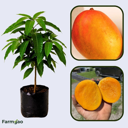 Julie Mango Aam Grafted Healthy Fruit Plant