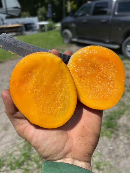 Julie Mango Aam Grafted Healthy Fruit Plant