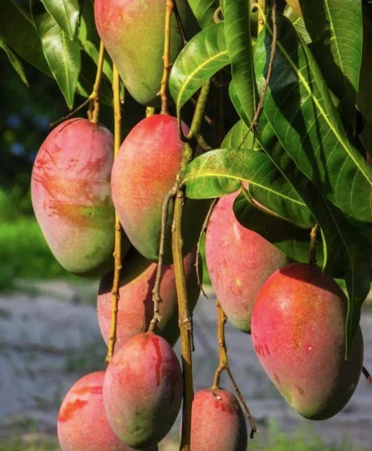 Julie Mango Aam Grafted Healthy Fruit Plant