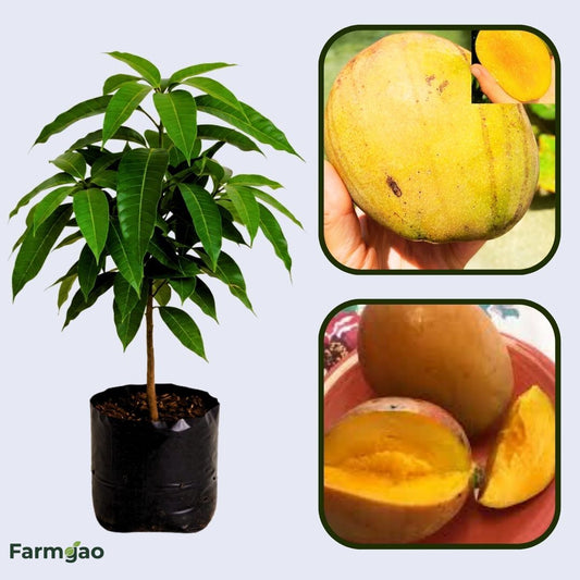 Juliet Mango Aam Grafted Healthy Fruit Plant