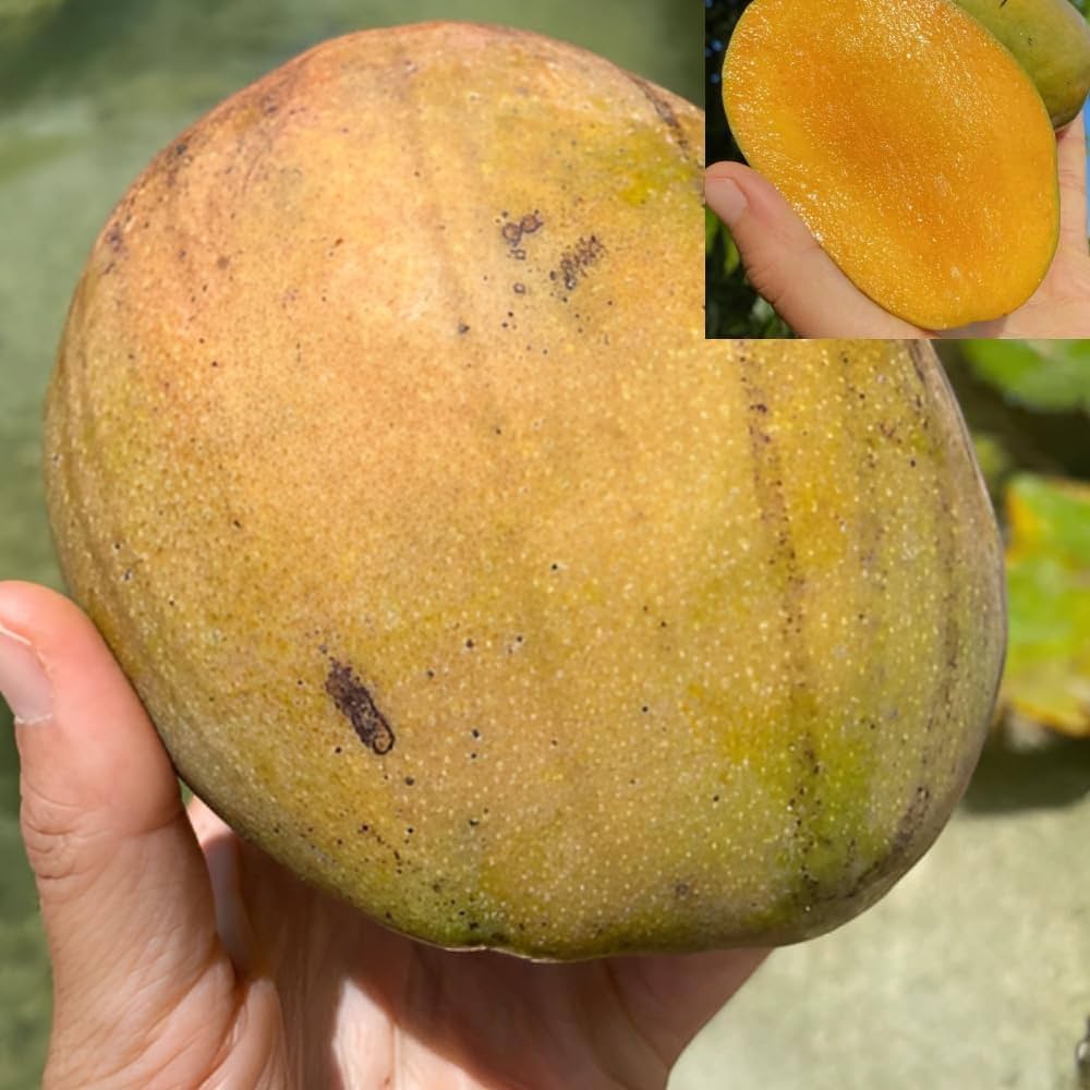 Juliet Mango Aam Grafted Healthy Fruit Plant