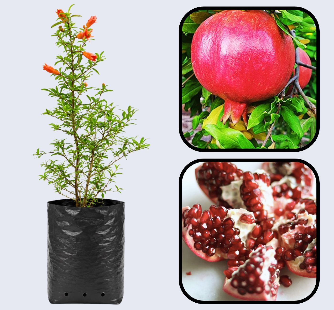Jyoti Pomegranate Grafted Fruit Plant – High Yielding Sweet Juicy Anar Tree Variety