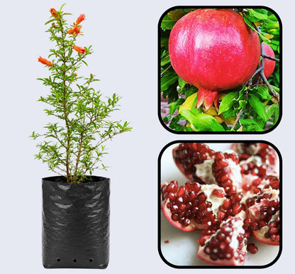Jyoti Pomegranate Grafted Fruit Plant – High Yielding Sweet Juicy Anar Tree Variety