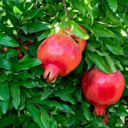 Jyoti Pomegranate Grafted Fruit Plant – High Yielding Sweet Juicy Anar Tree Variety