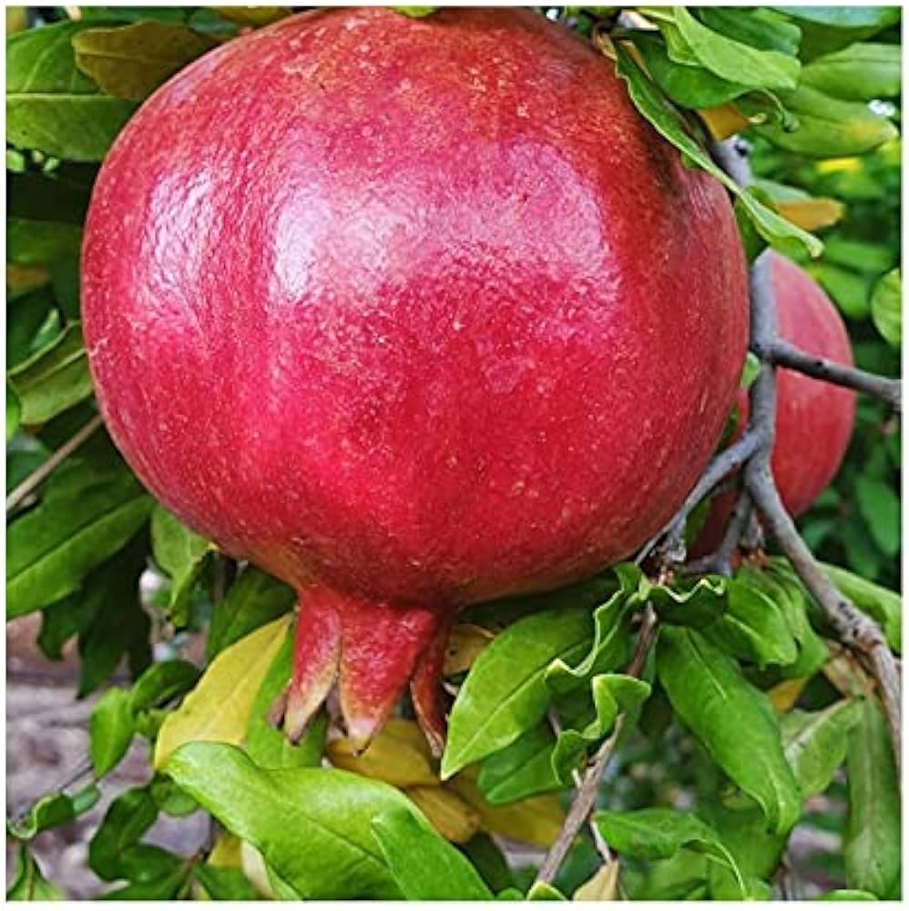 Jyoti Pomegranate Grafted Fruit Plant – High Yielding Sweet Juicy Anar Tree Variety