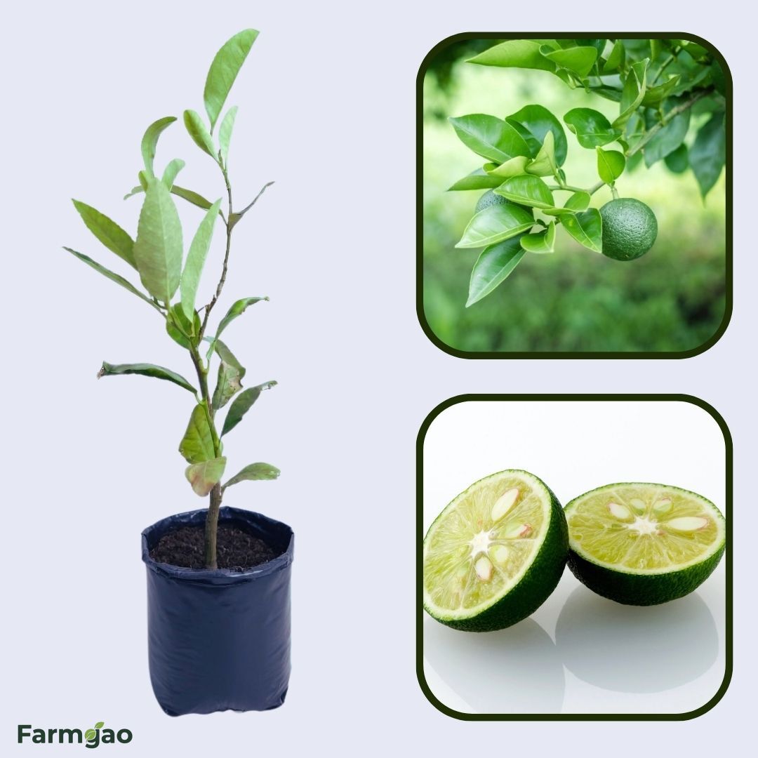 Kabosu Lemon Plant Live Nimbu Tree Kagzi Lemon Citrus Limon Fruit Plant