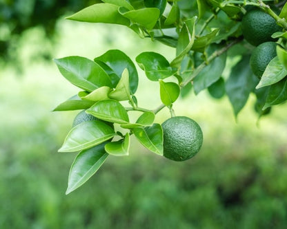 Kabosu Lemon Plant Live Nimbu Tree Kagzi Lemon Citrus Limon Fruit Plant
