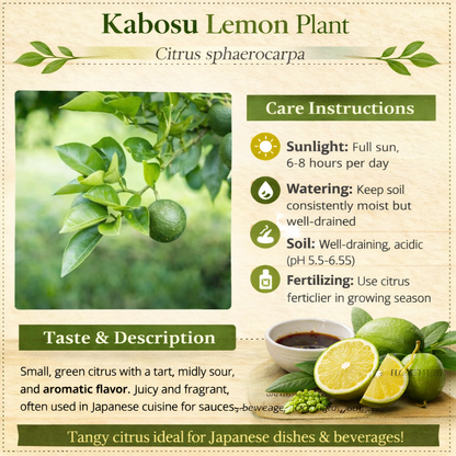 Kabosu Lemon Plant Live Nimbu Tree Kagzi Lemon Citrus Limon Fruit Plant