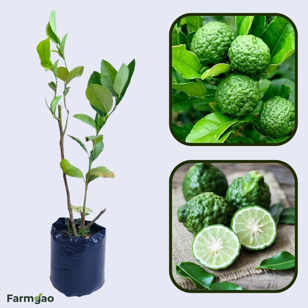 Kaffir Lime (Makrut Lime) Plant Live Nimbu Tree Kagzi Lemon Citrus Limon Fruit Plant