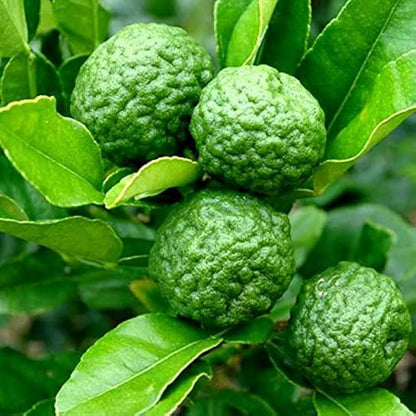 Kaffir Lime (Makrut Lime) Plant Live Nimbu Tree Kagzi Lemon Citrus Limon Fruit Plant
