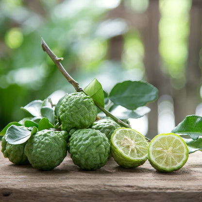 Kaffir Lime (Makrut Lime) Plant Live Nimbu Tree Kagzi Lemon Citrus Limon Fruit Plant