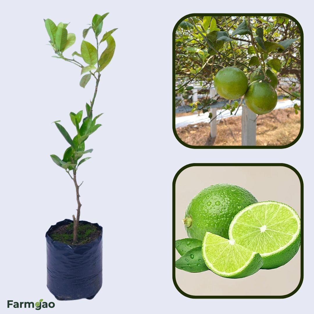 Kagzi Kalan Lemon Plant Live Nimbu Tree Kagzi Lemon Citrus Limon Fruit Plant