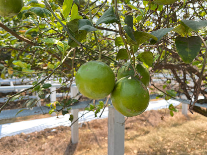 Kagzi Kalan Lemon Plant Live Nimbu Tree Kagzi Lemon Citrus Limon Fruit Plant