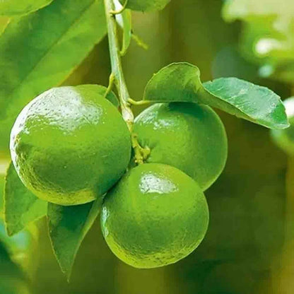Kagzi Kalan Lemon Plant Live Nimbu Tree Kagzi Lemon Citrus Limon Fruit Plant