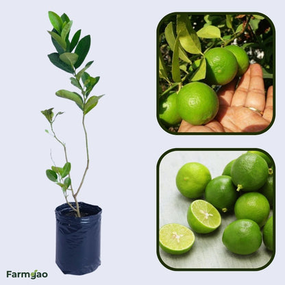 Kagzi Nimbu Plant Live Nimbu Tree Kagzi Lemon Citrus Limon Fruit Plant